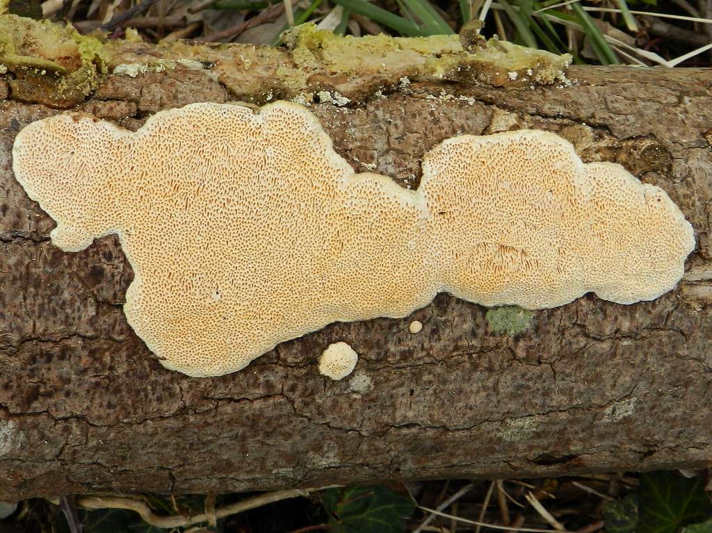 Fungo da individuare